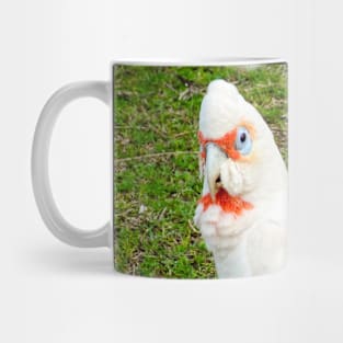 Eastern Long Billed Corella Mug